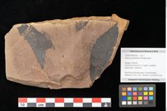 Foto (Objekt + Etikett) von Quercus zoroastri, Unger (NHMW-GEO-2024-0188-0932)